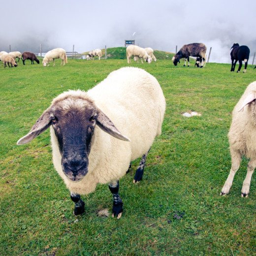 Different breed of sheep are together in the herd | © Edith Danzer Different breed of sheep are together in the herd | © Edith Danzer