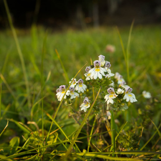 Eyebright with a lot of blossoms = a lot of snow | © Edith Danzer