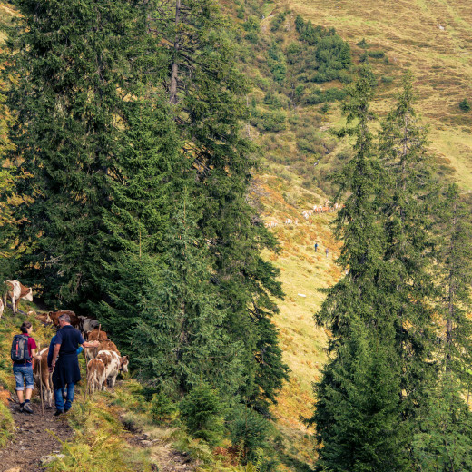 Cows walk in single file. | © Edith Danzer Cows walk in single file. | © Edith Danzer