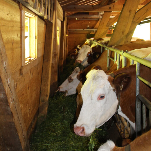 The cows are hitched up during milking | © Michaela Mitterer