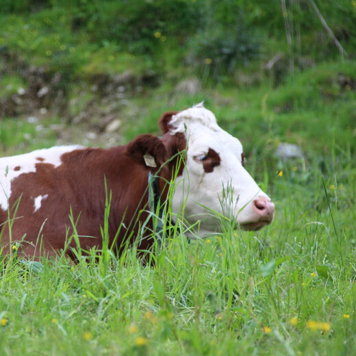 Simmental cattle on the alpine pasture | © Michaela Mitterer