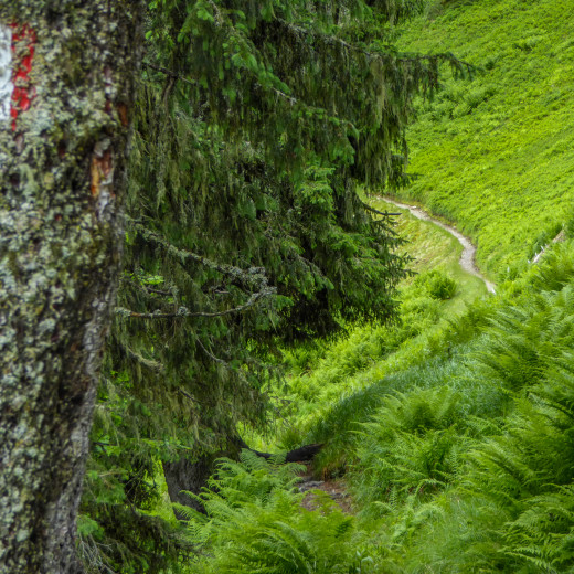 Farntrails am Übergang zum Kohlmaiskopf. | © Martin Moser Farntrails am Übergang zum Kohlmaiskopf. | © Martin Moser