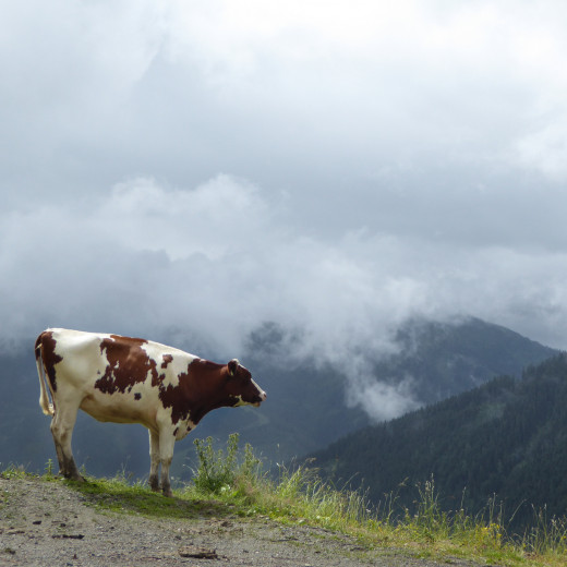 Ich werde bei der Wirtsalm ausgemuht. | © Martin Moser Ich werde bei der Wirtsalm ausgemuht. | © Martin Moser