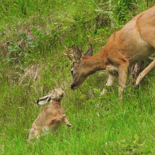 Hase & Reh auf Tuchfühlung  | © Christian Feiersinger Hase & Reh auf Tuchfühlung  | © Christian Feiersinger