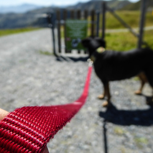 Pirie hängt an der Leine. | © gehlebt.at