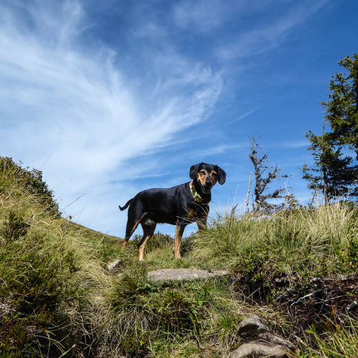 Allrad hilft beim Gipfelanstieg. | © gehlebt.at