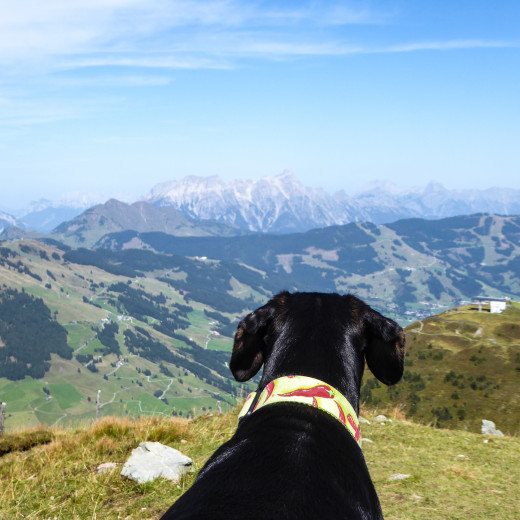 Ausblick aus Hundesicht. | © gehlebt.at