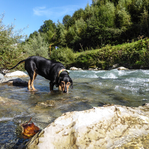 Trinkwassertest in der Saalach fällt positiv aus. | © gehlebt.at