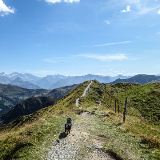 Die Hohen Tauern im Blick.  | © gehlebt.at