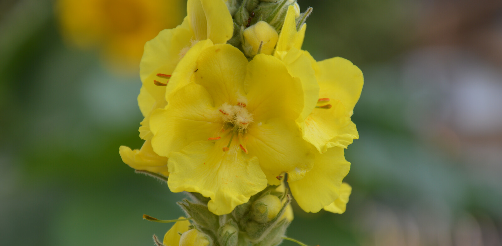 Great mullein | © Susanne Mitterer