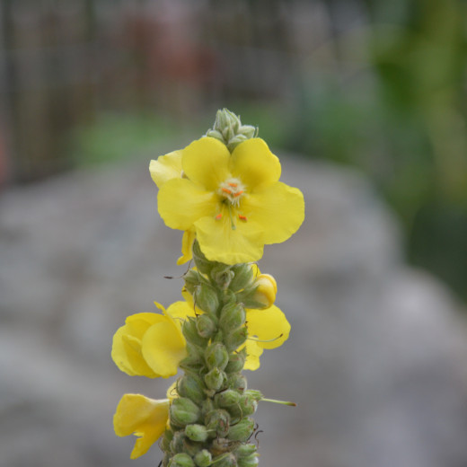 What tells us the royal candle | © Susanne Mitterer