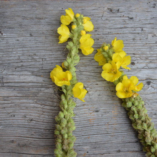 Winter forecast of the herb witch | © Susanne Mitterer